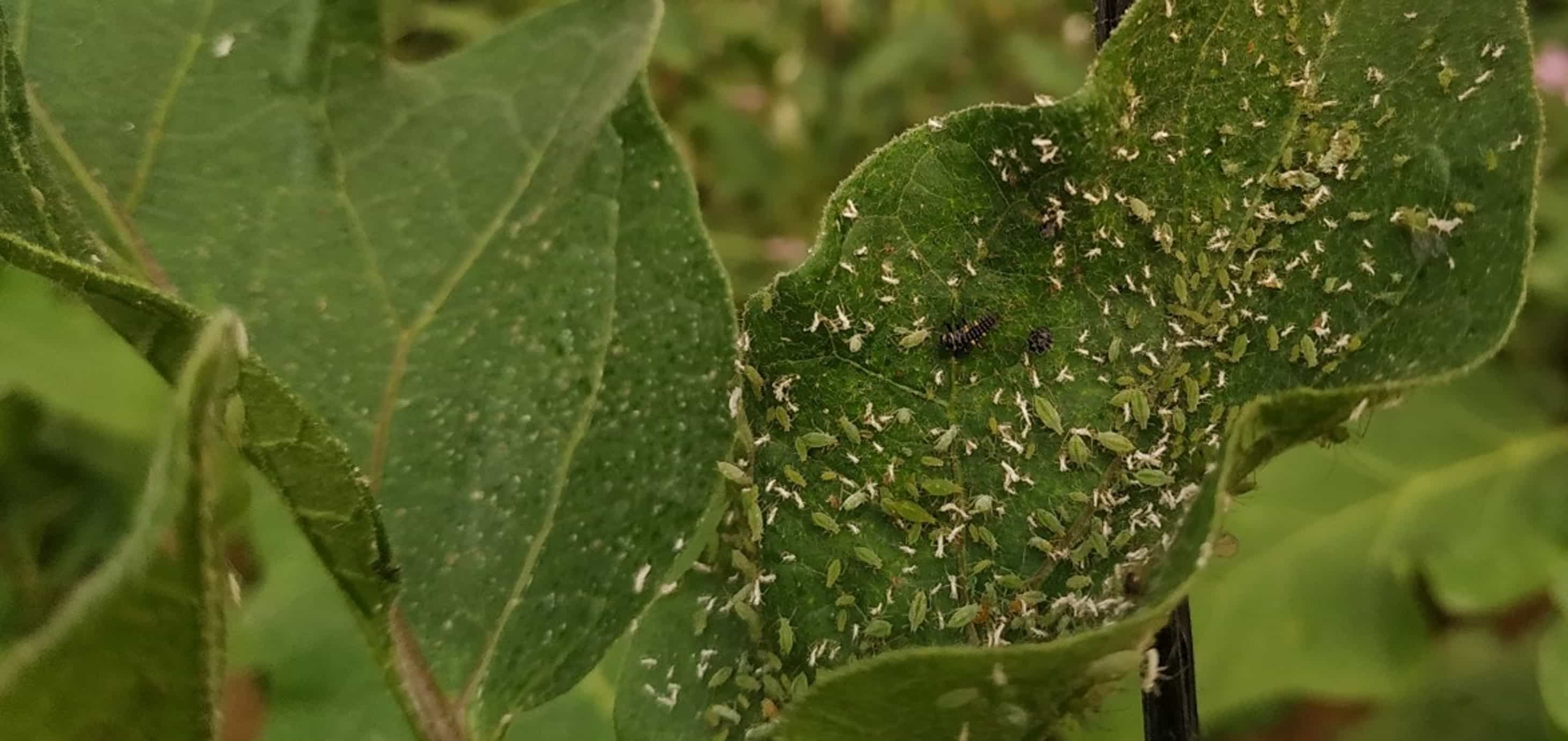 Imagen Control biológico de plagas en cultivos hortícolas 