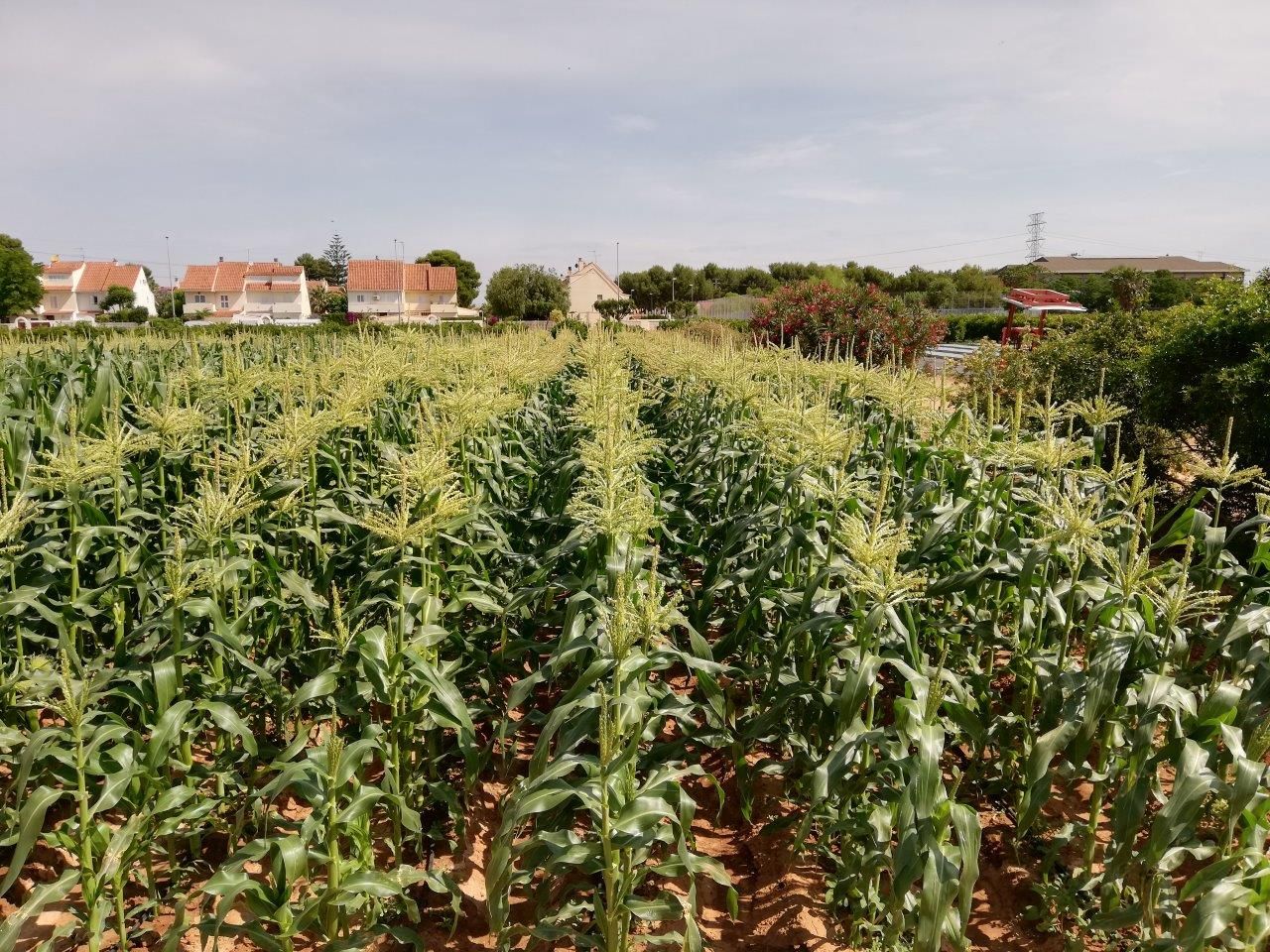Cultivo de maíz, foto realizada desde arriba y se puede apreciar vivienda al fondo