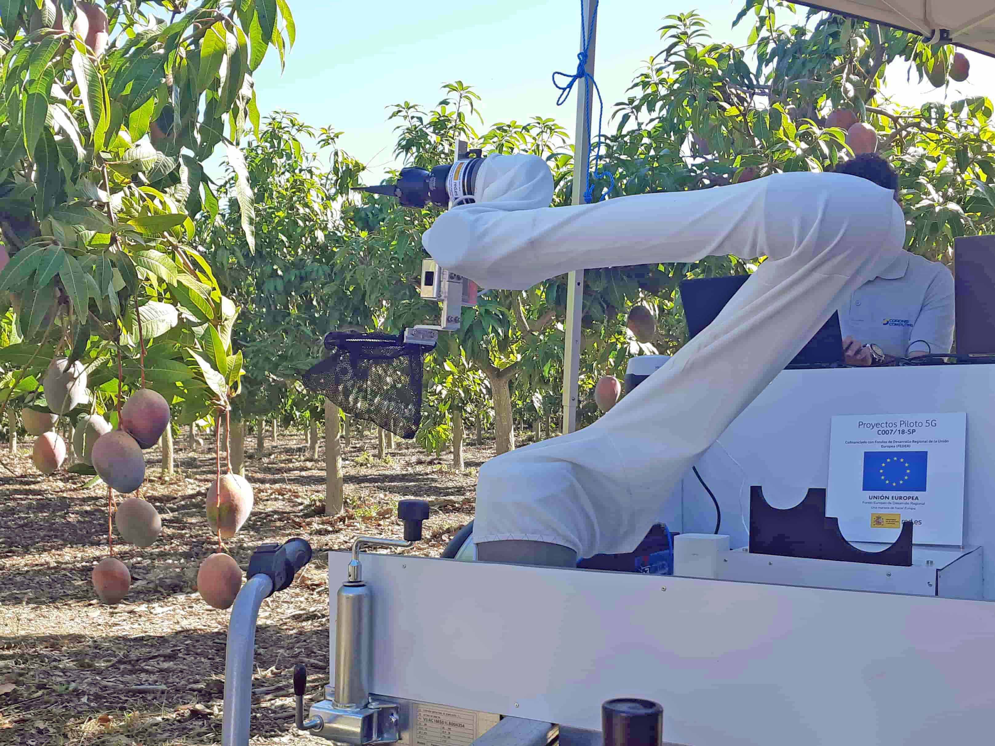 Detalle del brazo mecánico, cesta y herramienta de corte del robot para la cosecha de mango