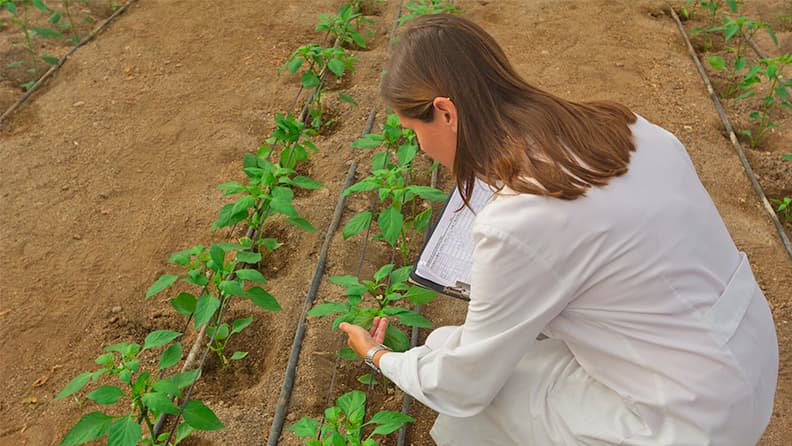 Mujer examinando una plantación