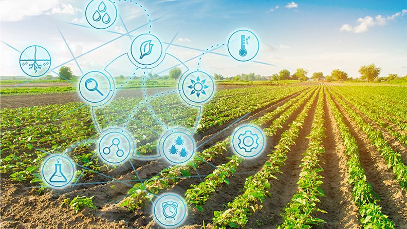 Iconos de tecnología sobre un campo cultivado. Digitalización del sector agroalimentario