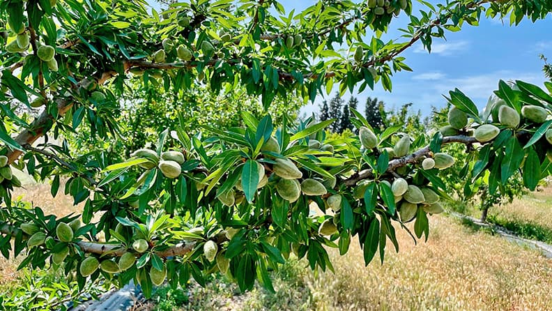 Rama de un almendro con sus frutos, fruticultura 2030