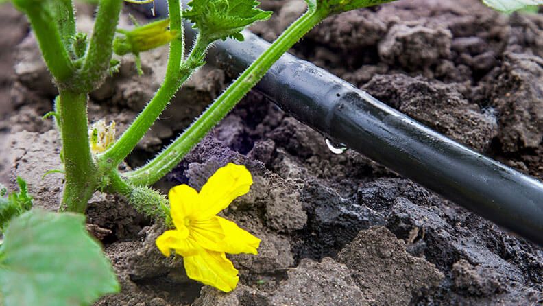 Sistema de regadío regando una pnata con una flor