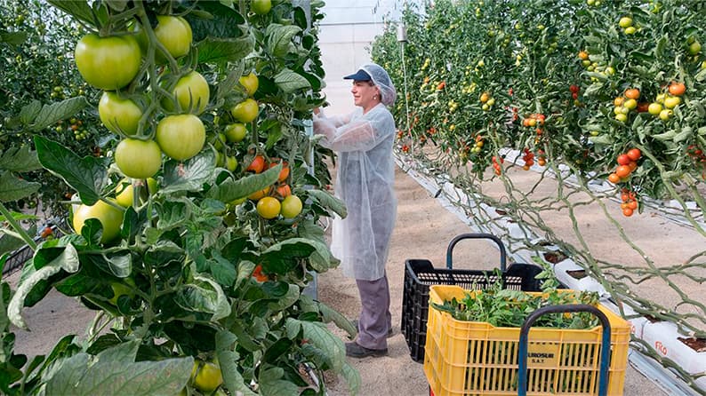 Mujer recolectando tomates en un invernadero