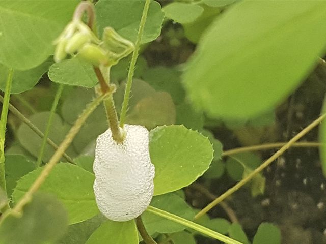 Espuma característica de los estadios ninfales de Philaenus spumarius sobre vegetación adventicia (fuente: Francisco Beitia, IVIA)