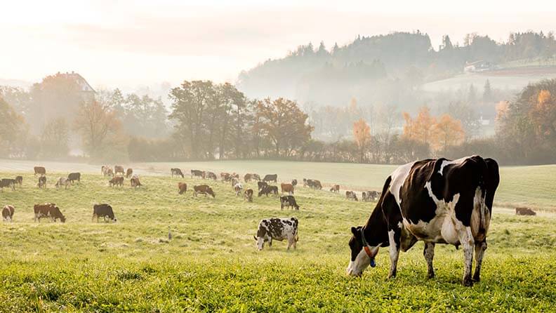 Vacas pastando en prados verdes