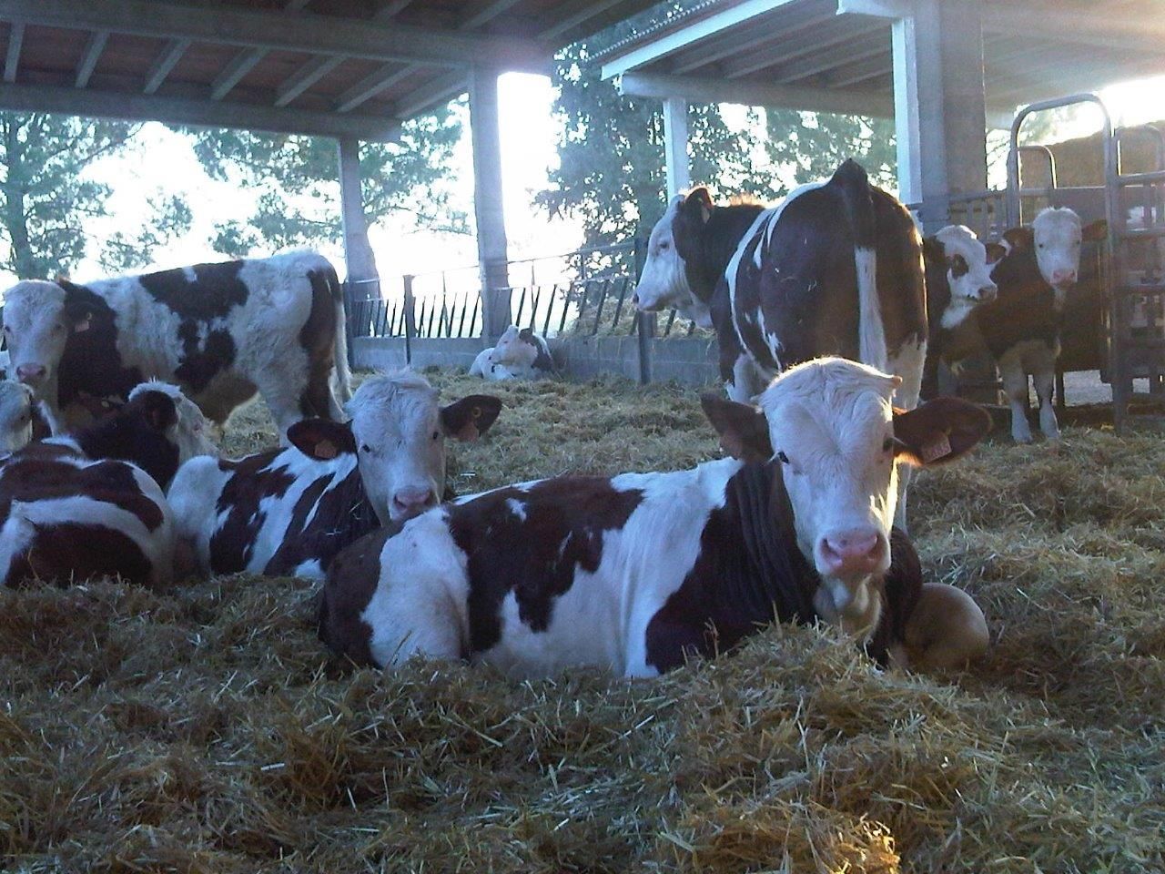 Vacas descanasando en la paja en una granaha