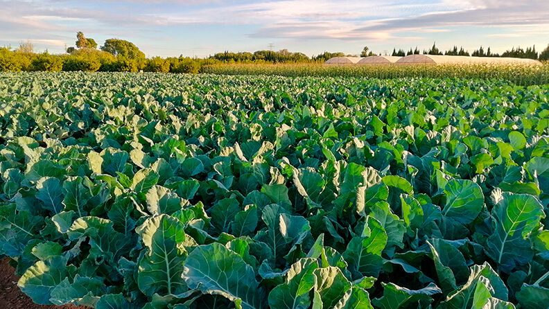 Campos de cultivo de coles