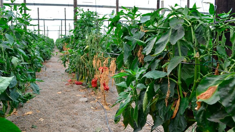 Figura 2. Planta de pimiento marchita por el hongo de suelo Phytophthora capsici.