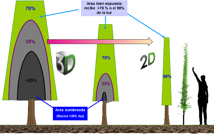 Figura 1: Ejemplo de la evolución del volumen y forma de la copa en frutales que determinan la exposición a la luz y la accesibilidad a la misma
