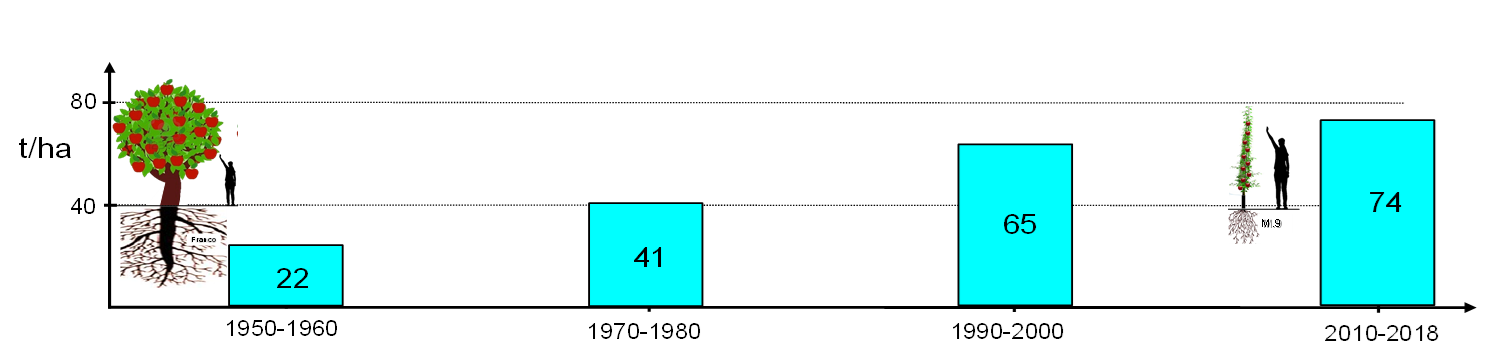 Figura 3: Efecto de la innovación tecnológica (variedad, patrón, sistema de conducción, etc.) en la producción de manzana (t/ha) desde 1950-1960 hasta 2010-2018 en el Sudtirol (Italia).