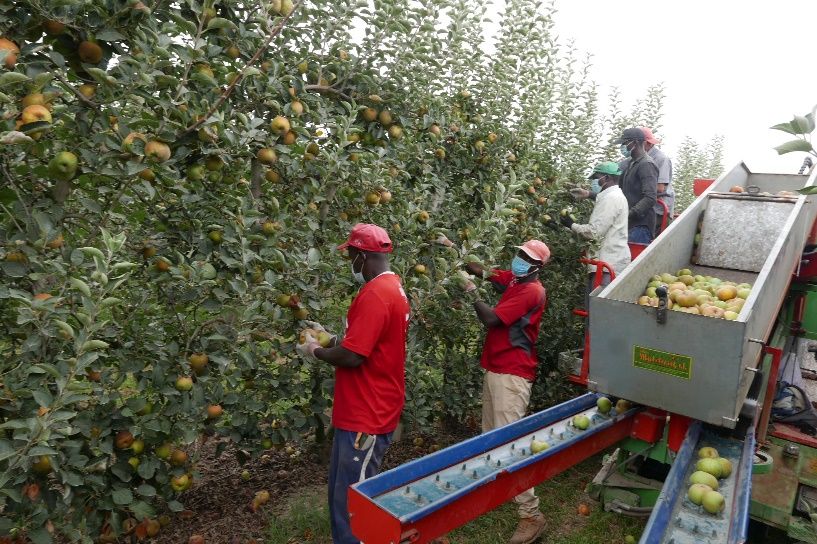 Personal recogiendo frutas de árboles