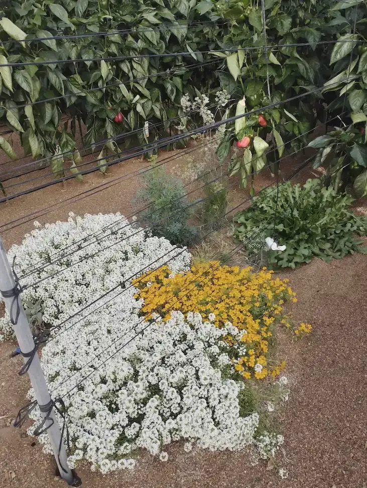 Imagen 5. Isla de biodiversidad formada por diferentes especies en un cultivo de pimiento