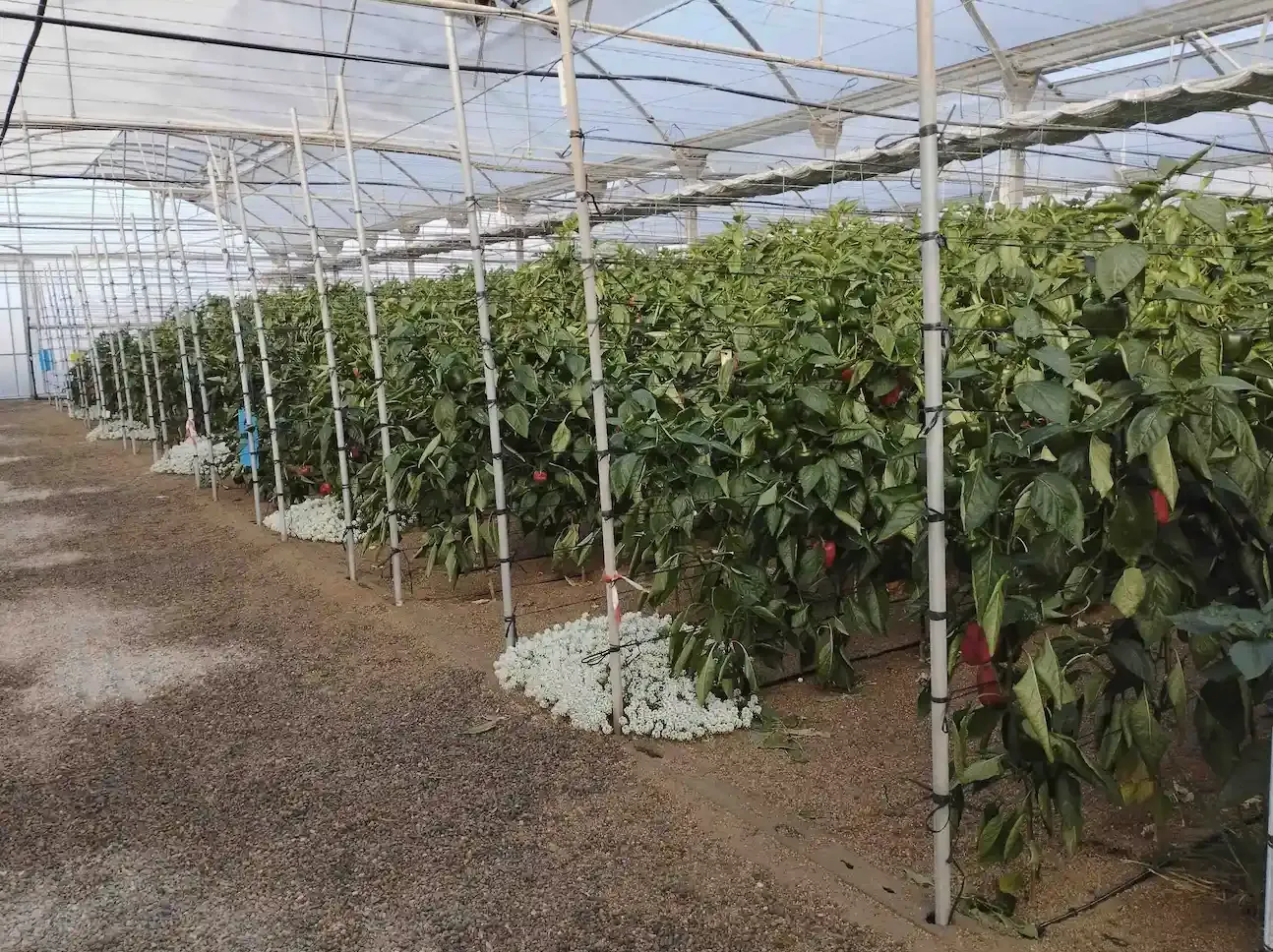 Vista de un cultivo de pimiento tipo california con Lobularia marítima en el inicio de las líneas de cultivo