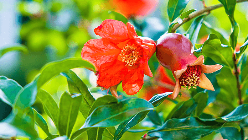 Flor del granado