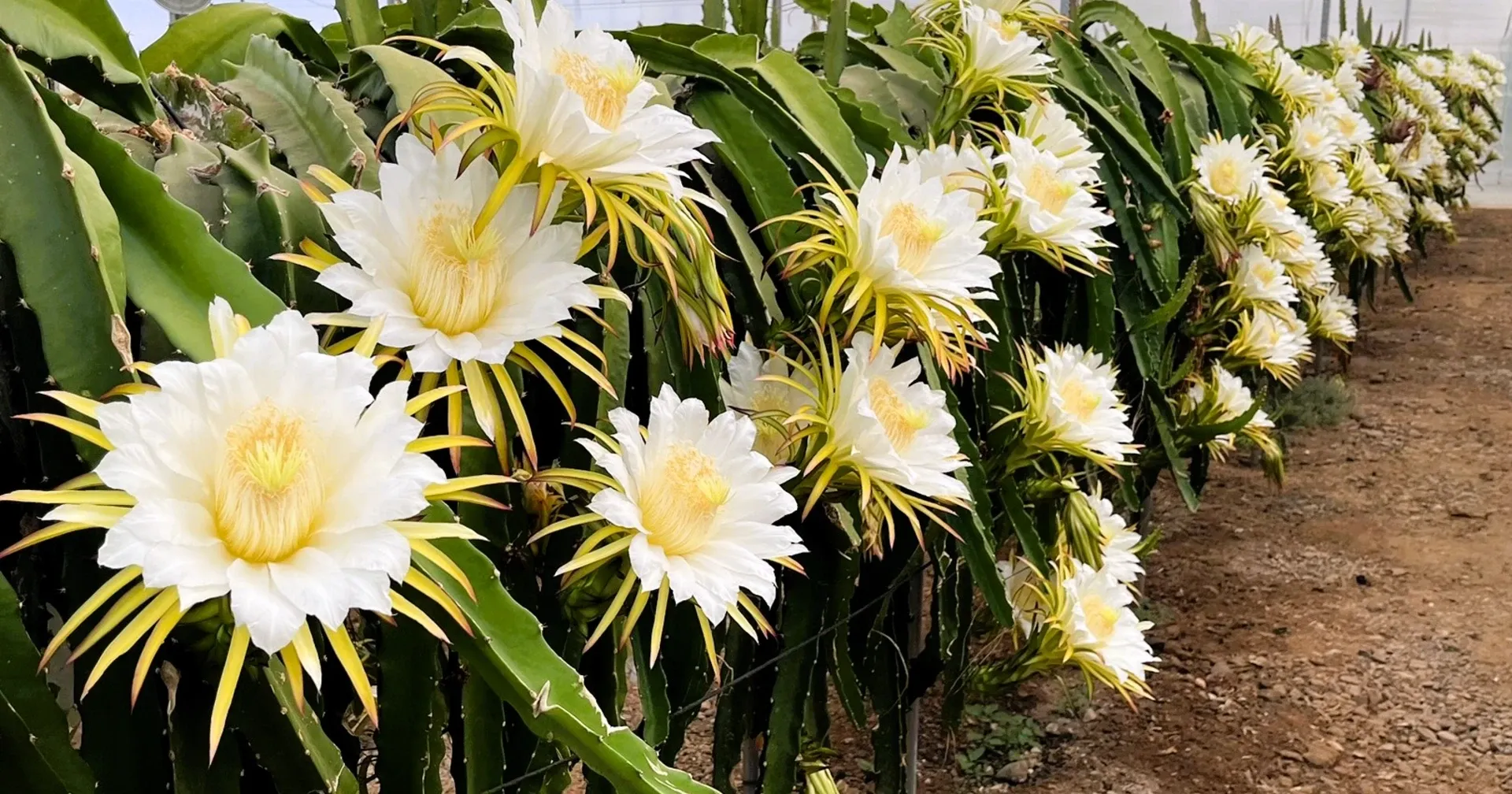 Manejo integral del cultivo de pitaya: resultados del proyecto GO PITAMED Fila de plantas de pitaya con grandes flores blancas y amarillas en invernadero.