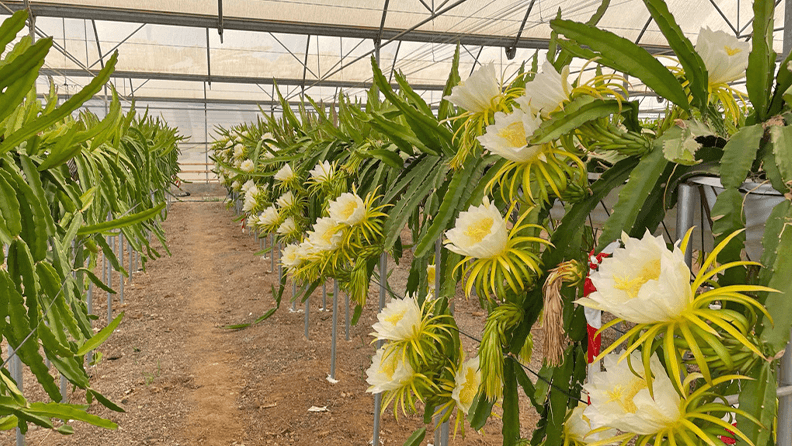 Pitaya Palmerillas - NGS 