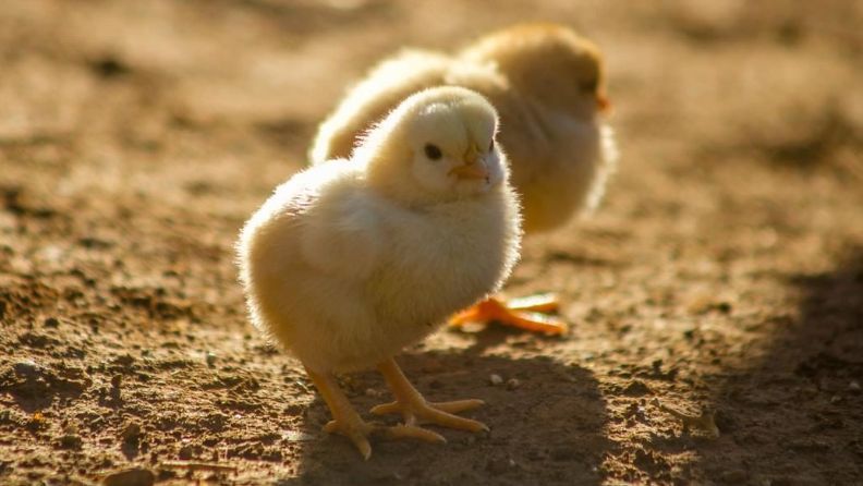 Dos pollitos en una granja