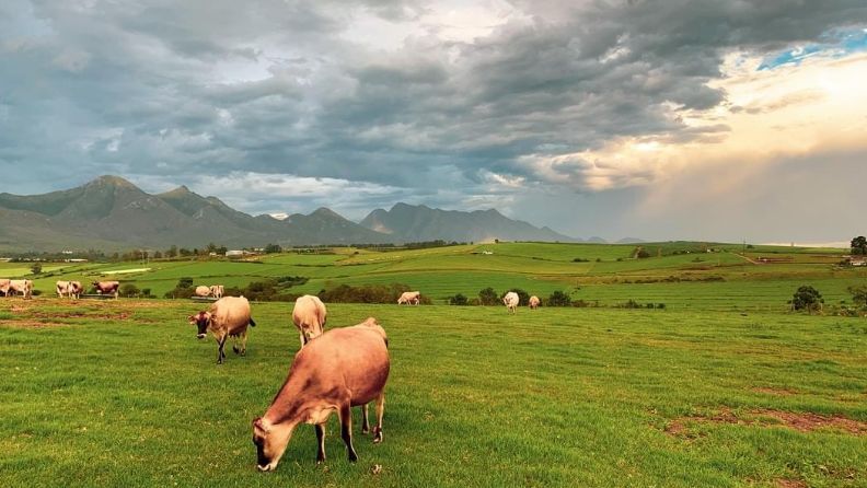 Vacas pactando en un campo verde