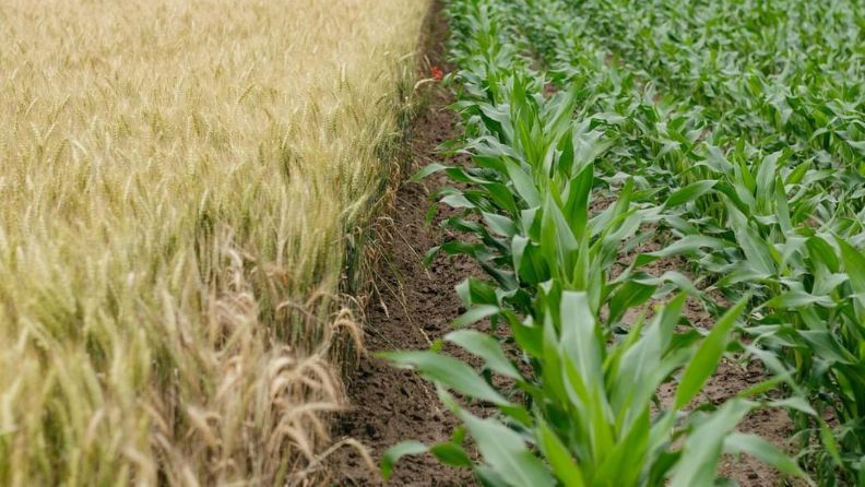 Plantaciones de cereales