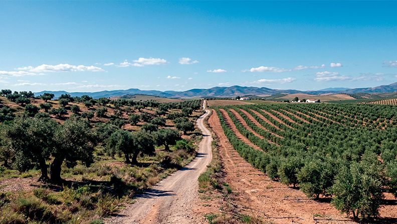 Paisaje agrícola con dos tipos de cultivo de olivos separados por un camino de tierra sinuoso. A la izquierda, olivar tradicional de secano con árboles de copa frondosa y porte irregular plantados de forma dispersa sobre suelo rojizo. A la derecha, olivar en superintensivo con árboles jóvenes alineados en filas estrechas y regulares. Al fondo, cadena montañosa bajo un cielo azul con nubes dispersas.