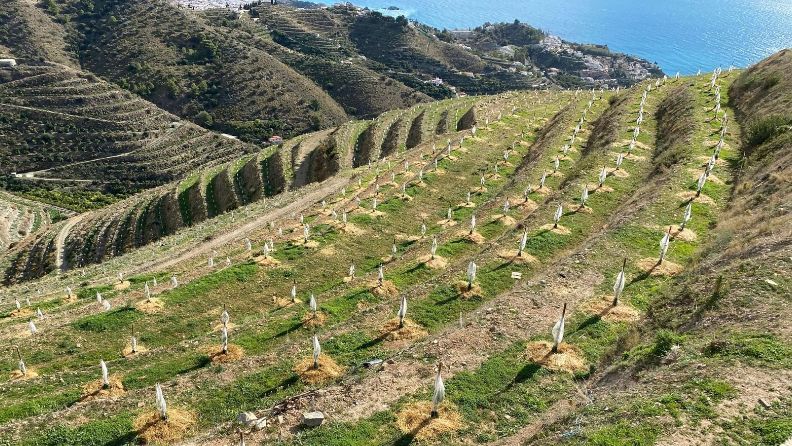 Cultivo de aguacates en el sur de España