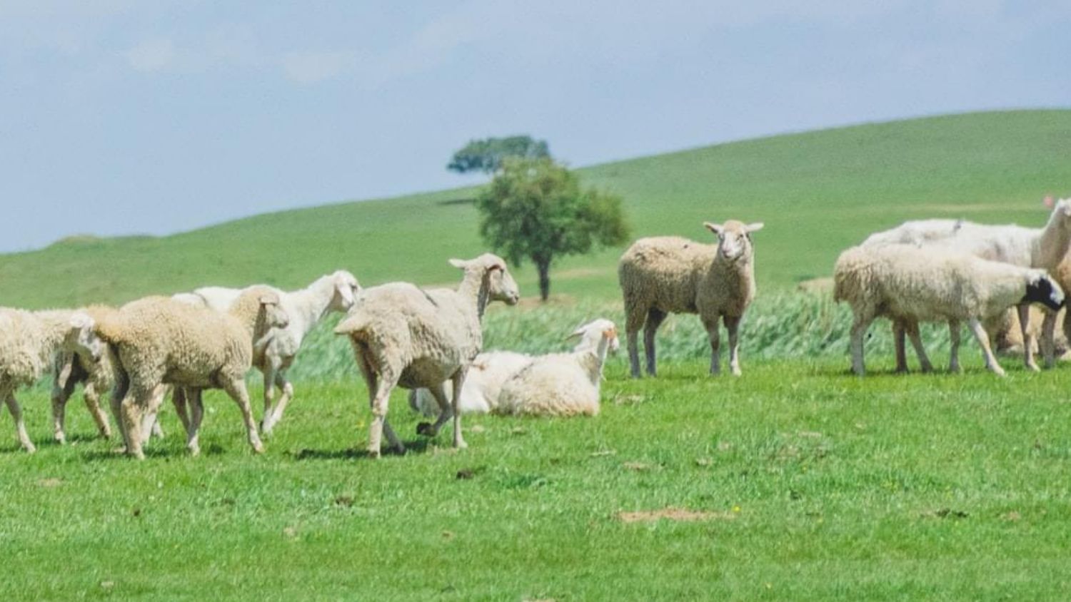 Rebaño de ovejas al aire libre