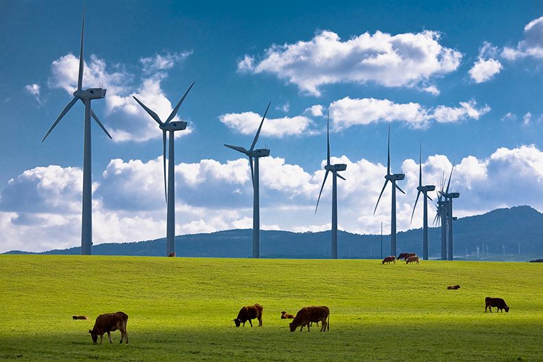 vacas pactando en un campo con aerogeneradores