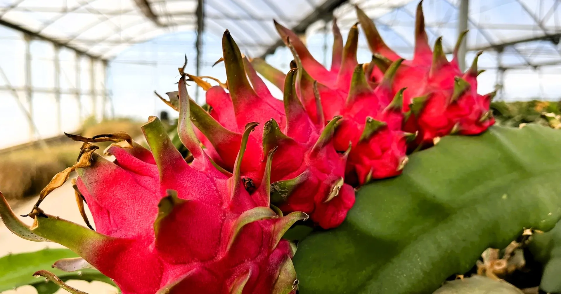 Cultivo de pitaya: avances y recomendaciones del proyecto GO PITAMED Frutos de pitaya en invernadero
