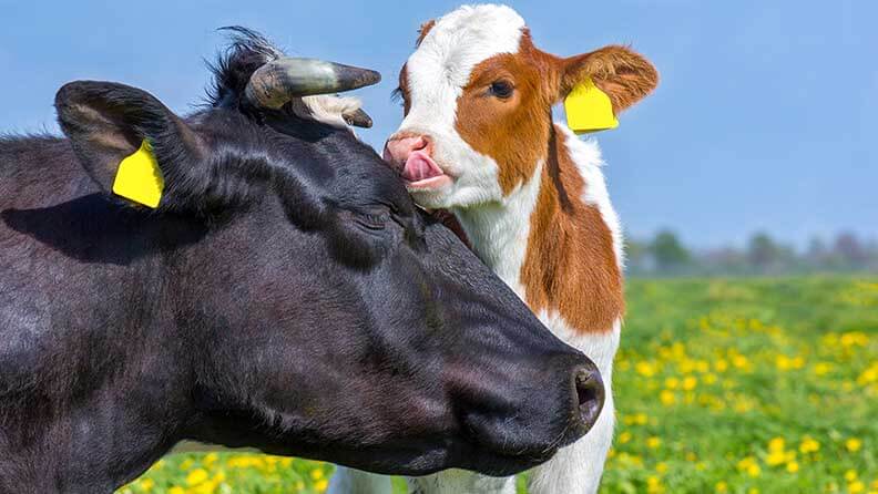 Vaca madre con su ternero en la pradera