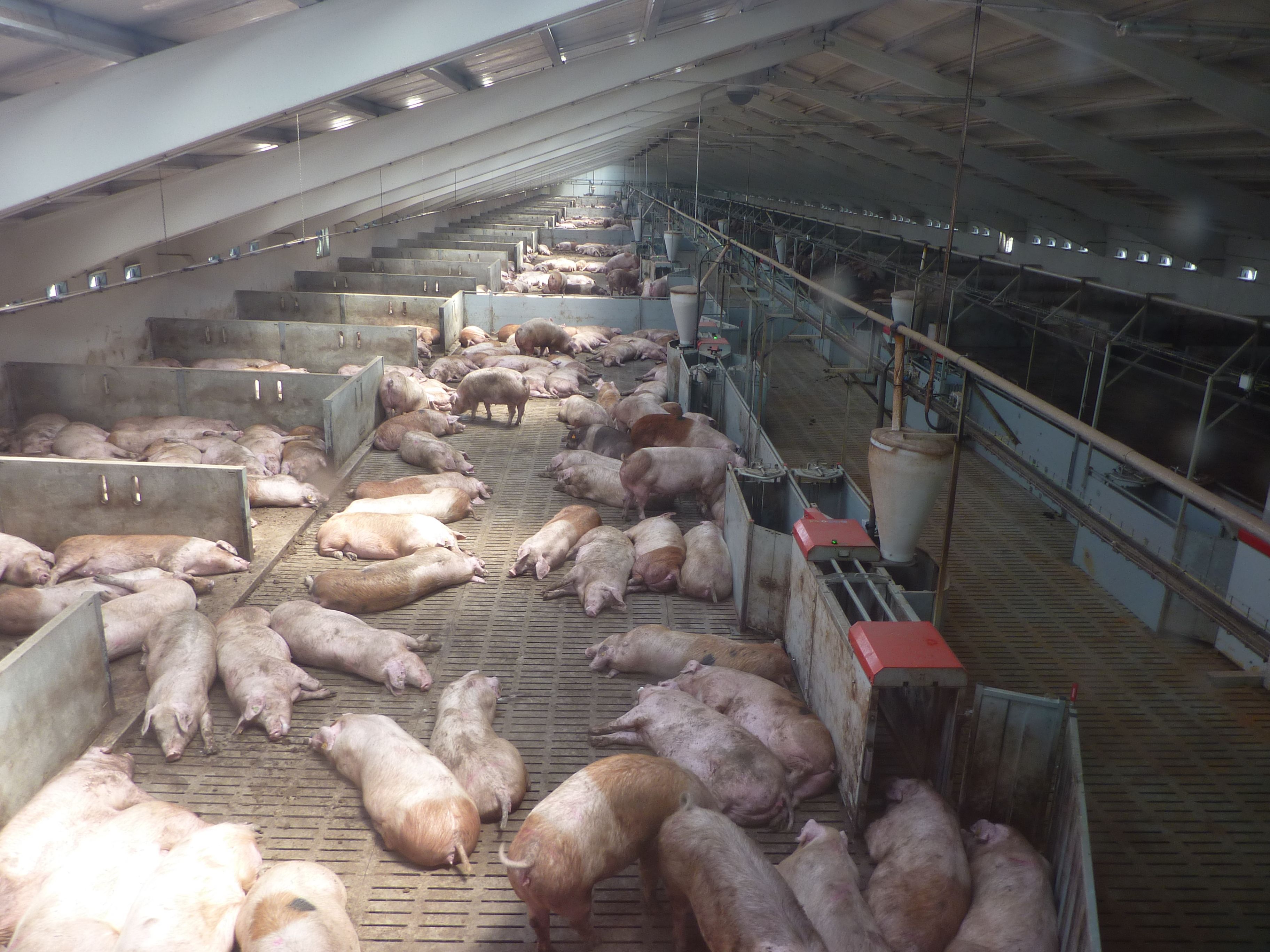 Cerdos en una granja porcina