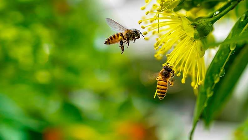 Dos abejas alrededor de una flor