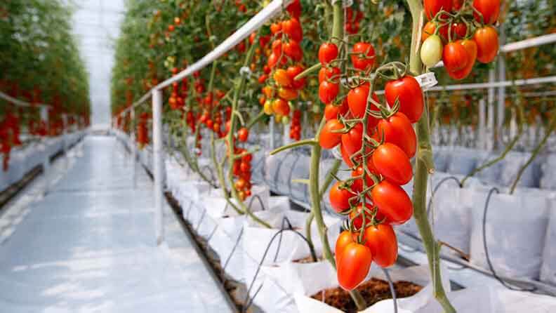 Tomateras en un invernadero con residuo cero