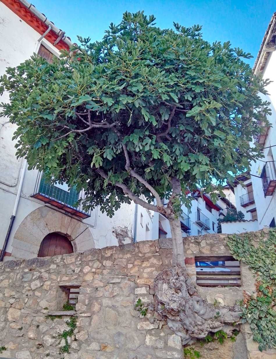 Higuera adaptada a condiciones adversas.