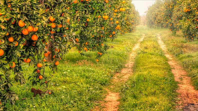 Campo de naranjos al sol en plena producción 