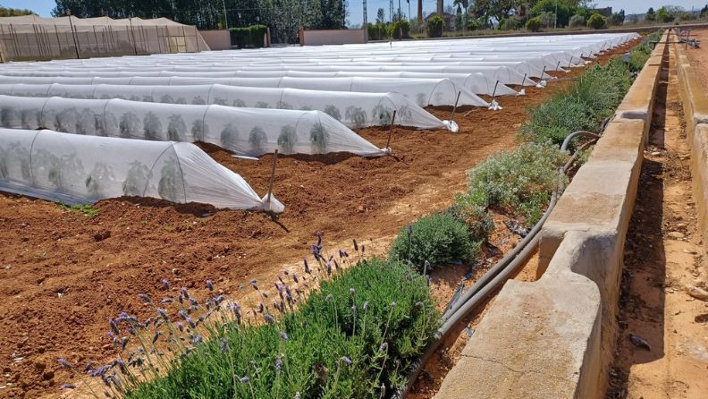 Estación de agricultura con invernaderos y plantas en suelo.