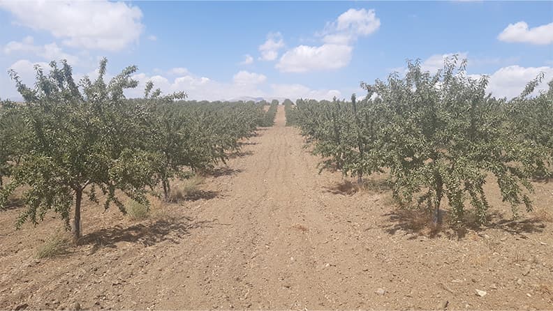 Plantación de Almendro