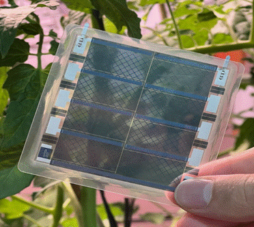Ilustración 6.&nbsp;Paneles solares fotovoltaicos en el invernadero y sobre la balsa de riego.