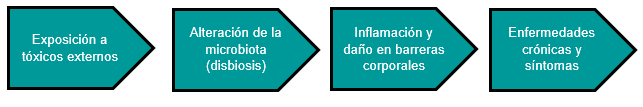 Proceso de exposición a tóxicos y desarrollo de enfermedades crónicas y síntomas.