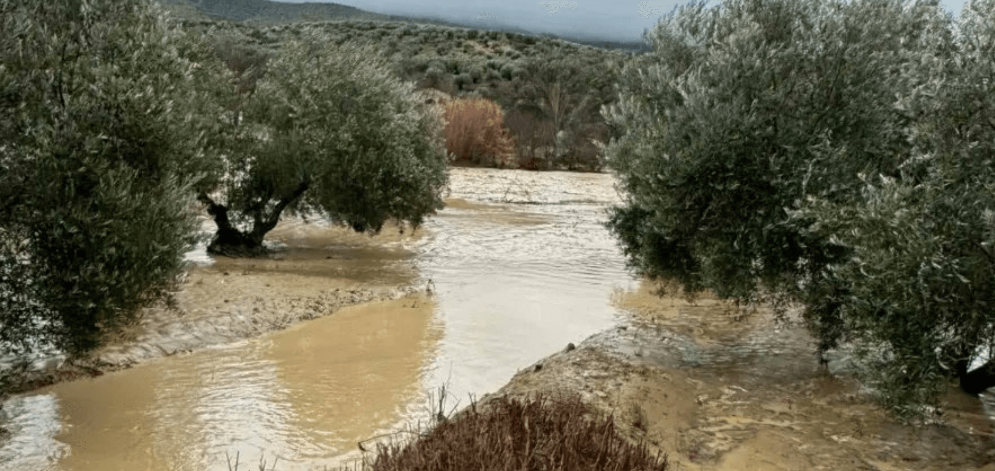 Río desbordado rodeado de árboles en un paisaje natural.