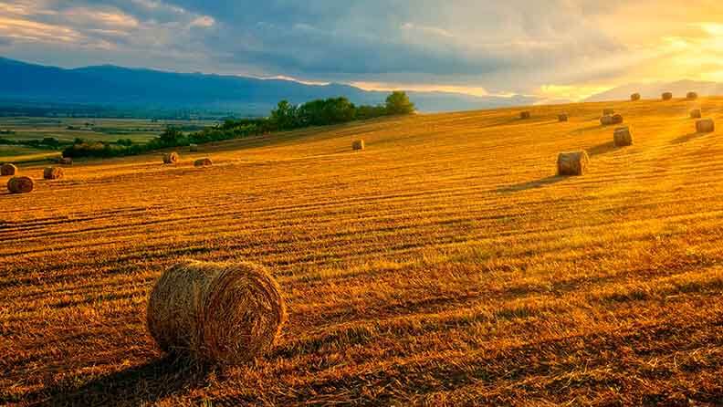 Rayos de sol sobre campos de tringo