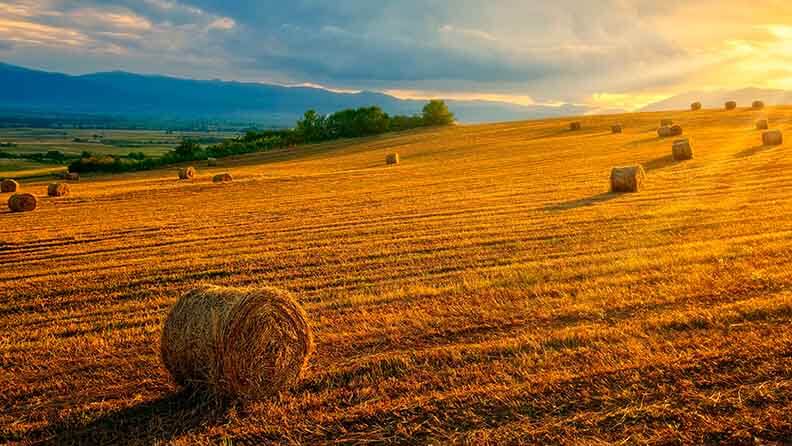 Rayos de sol sobre campos de tringo