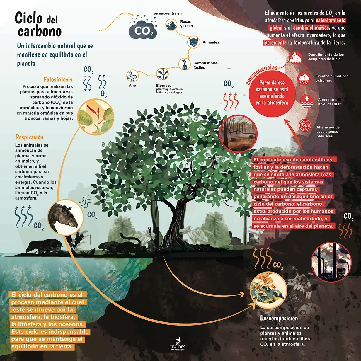 Infografía Ciclo del Carbono