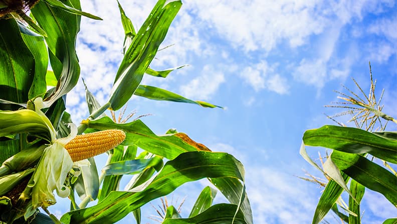 Evolución del sector de maíz, foto de maizal vista de abajo hacia el cielo azul