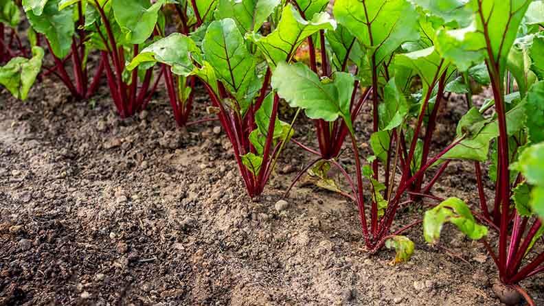 Brotes de remolacha vegetal en el jardín en el jardín contra el fondo de la tierra