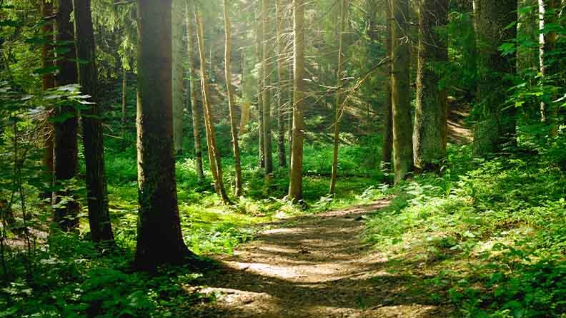 bosque verde y soleadolleno de árboles, innovación forestal