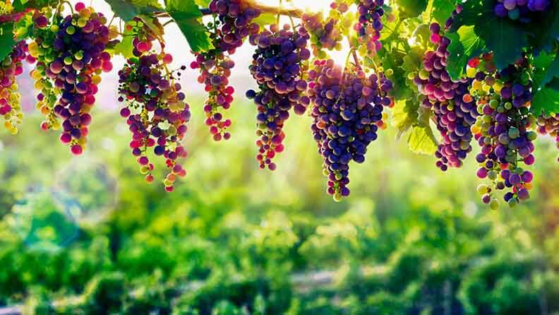 Racimos de uvas madurando al sol