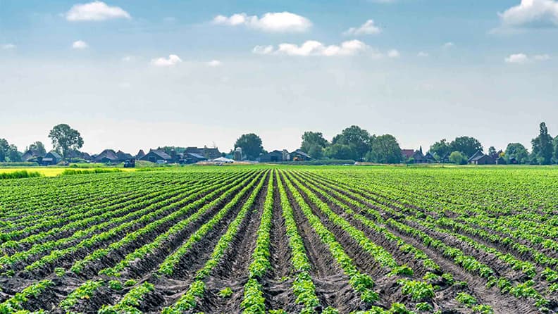 Campo de cultivo donde se aplica inteligencia artificial