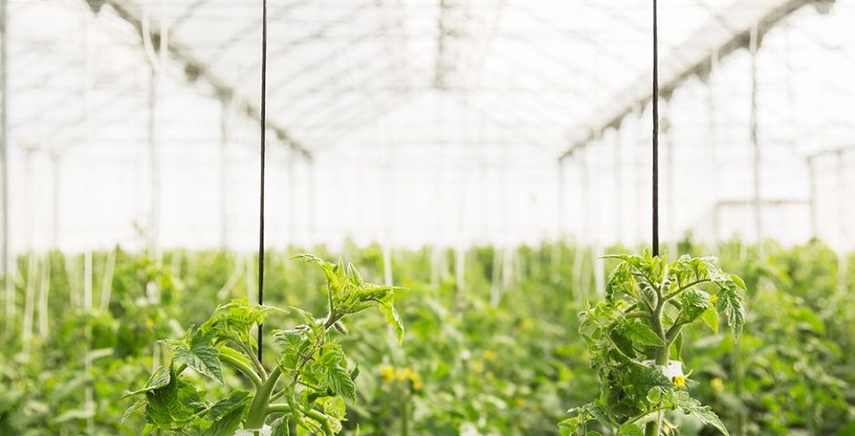 Foto de plantas en el interior de un invernadero