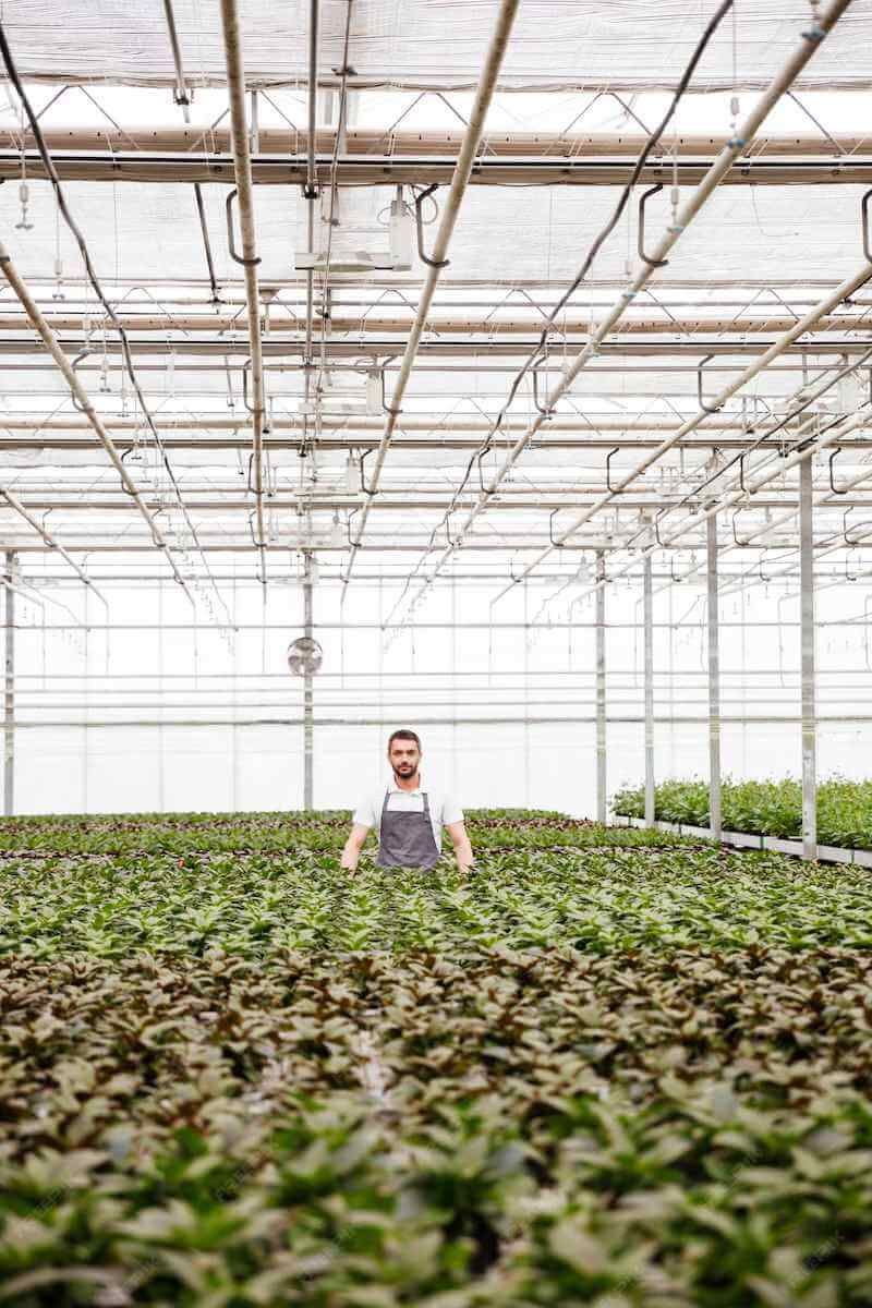 Hombre en invernadero con plantas en primer plano.